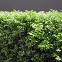 Orange jasmine hedge